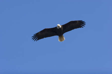 Bald eagle on blue skyの写真素材