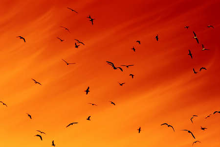 Seagulla flying at the sunsetの写真素材