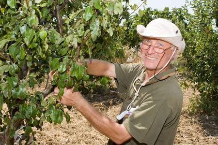 Farmer working in an orchard