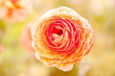 Beautiful orange ranunculus flower close-up