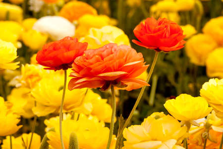 Beautiful orange and yellow flowers in the garden