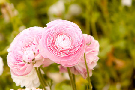 Beautiful pink flowers in the garden