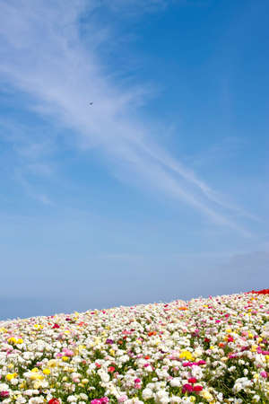 Beautiful colorful flowers in the fieldの写真素材