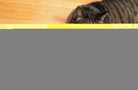 Gorgeous young brunette girl in lingerieの写真素材