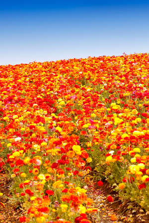 Beautiful colorful flowers in the field