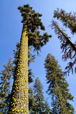 Tall trees covered with moss