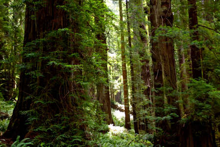 Big trees covered with moss