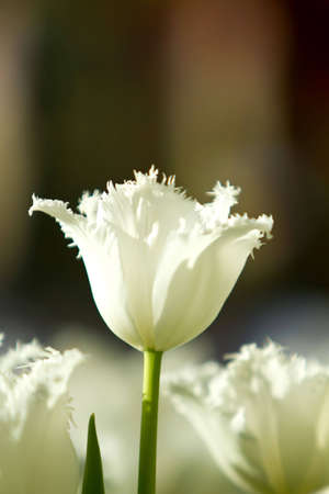 White tulip flowerの写真素材