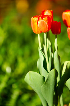 Beautiful tulip flowers blooming during spring seasonの写真素材