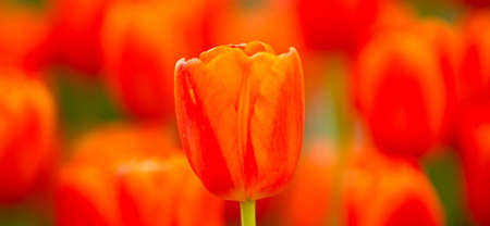 Beautiful orange color tulip flowerの写真素材