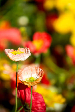 Poppy flower gardenの写真素材