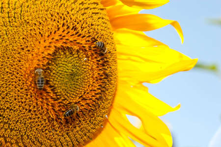 Beautiful sunflowers blooming during summer seasonの写真素材