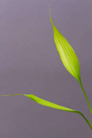 Green bamboo leaf on a seamless grey backgroundの写真素材