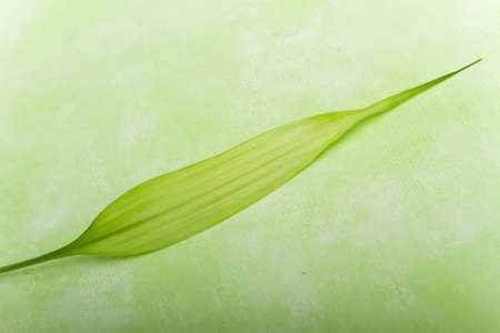 Green bamboo leaf on a seamless green backgroundの写真素材