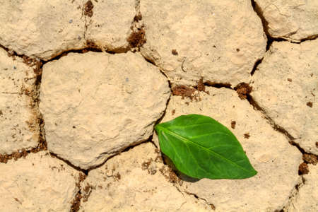 Fresh green leaf coming out from cracked groundの写真素材