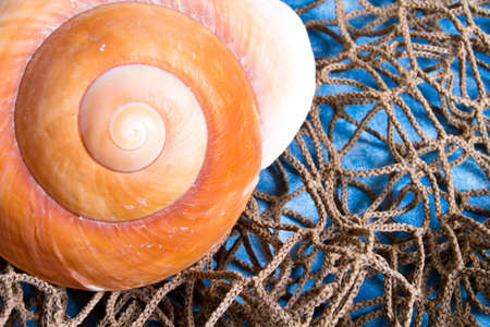 Seashell on fishing net indoor shotの写真素材