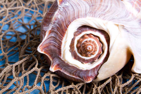Seashell on fishing net indoor shotの写真素材