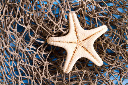 Sea Star on fishing net studio shotの写真素材