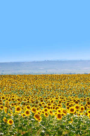 Beautiful sunflowers blooming in the field during summer seasonの写真素材