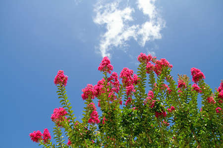 Mrytle tree flowers blooming against blue sky during summerの写真素材