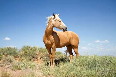 Beautiful wild  horse wandering in a fieldの写真素材