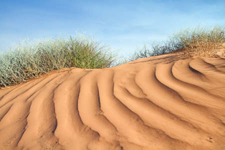 Textured pink sand dune and desert plantationの写真素材