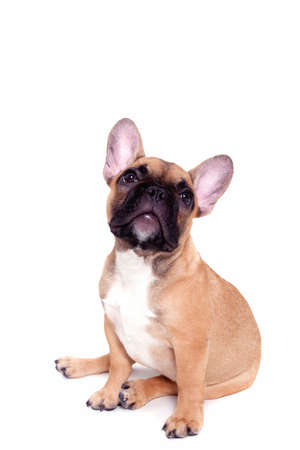 Beautiful little french bulldog puppy on white backgroundの写真素材
