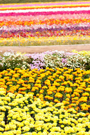 Beautiful colorful flowers in the fieldの写真素材