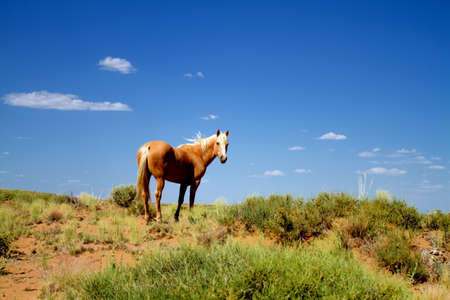 Wild horse in the natureの写真素材