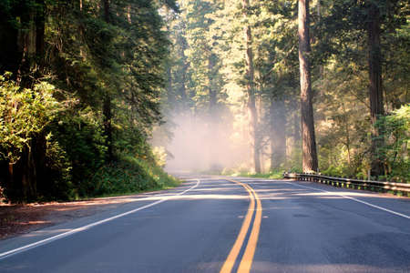 Asphalt road running through forestの写真素材