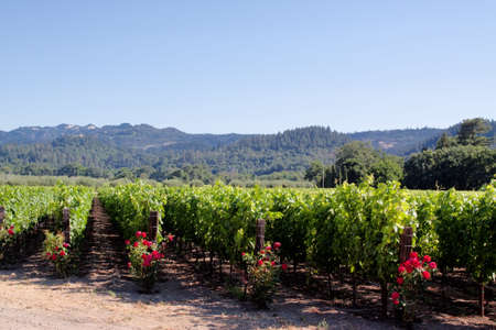 California vineyard landscape with grape vinesの写真素材