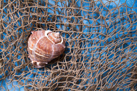 Seashell on fishing net indoor shotの写真素材