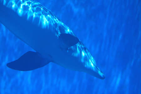 Beautiful dolphin swimming underwaterの写真素材