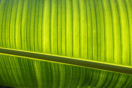 Banana Leaf