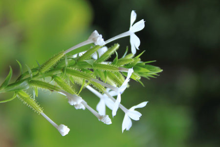 Lobelia inflataの写真素材