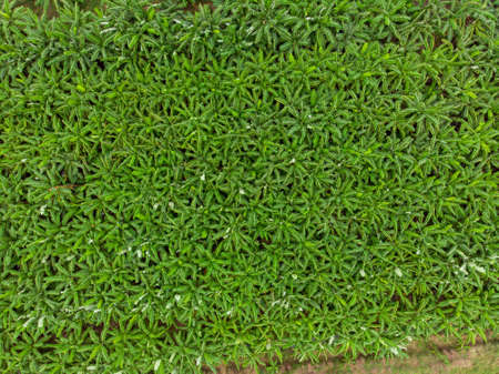 Banana Tree Forestの写真素材