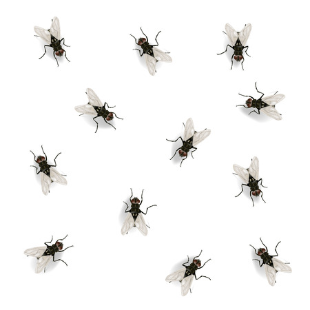 Many flies on the wall vector illustration isolated on the white background. EPS 10 fileのイラスト素材