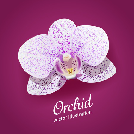 Orchid flower vector illustration. EPS 10 fileのイラスト素材