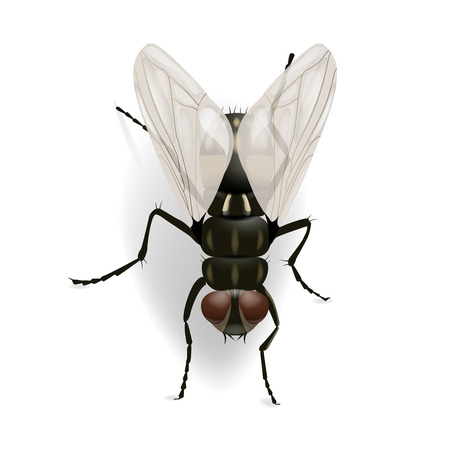 Fly on the wall vector illustration isolated on the white background. EPS 10 fileのイラスト素材
