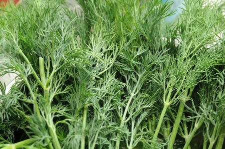 very tasty dill Greens for salad Vegetable saladの写真素材