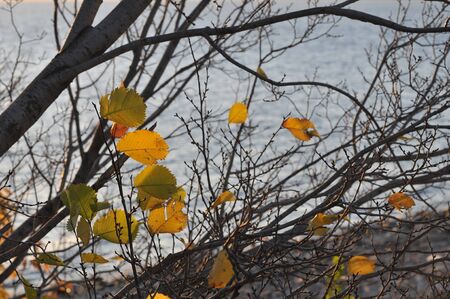 Wooden table with orange leaves autumn backgroundの写真素材
