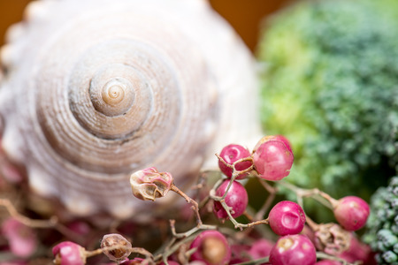 Shell composition and broccoli - still life macro