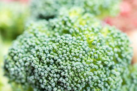 Raw broccoli garden in macro