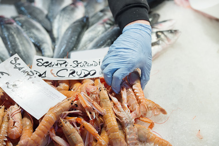 Fisherman takes a handful of Norway lobster for sell in the marketの写真素材