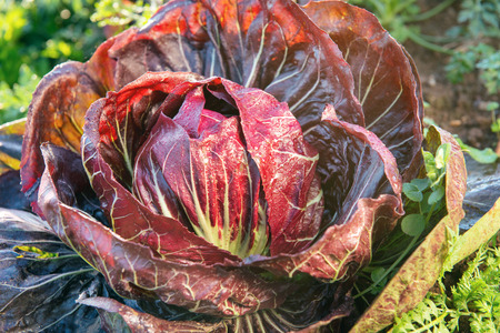 chicory in the middle of the earthの写真素材