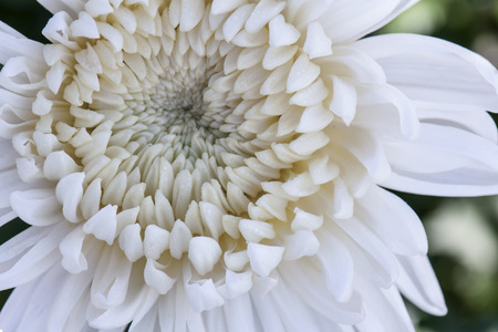 Open white big flower in macro