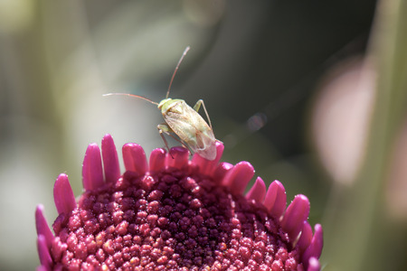 Insect on purple flower isolated in the garden