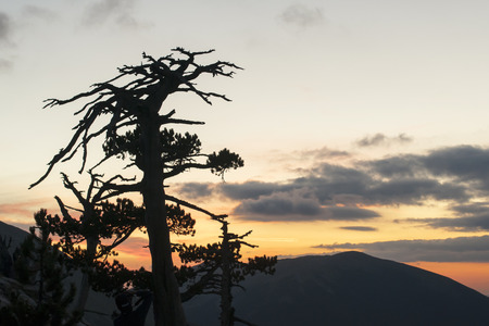 Pino Loricato tree sunset in Calabria - Italyの写真素材