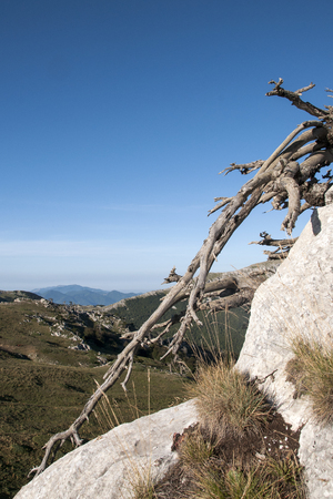 Pino Loricato tree in Calabria - Italyの写真素材