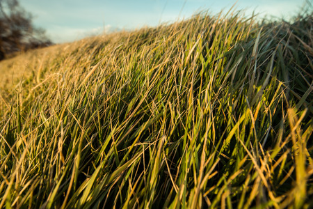 Grass in strong wind
